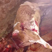 معامله دام شکسته گاو گوسفند حذفی