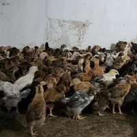 مرغ و خروس مفت|حیوانات مزرعه|طبس, |دیوار