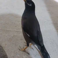 گوشی|لوازم جانبی موبایل و تبلت|چناران, |دیوار