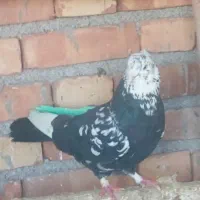 نر مست مست از فروششم عجله ندارم