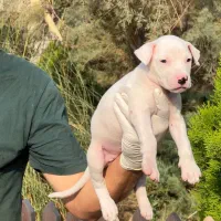 روت ژرمن و....|سگ|فردیس, منظریه|دیوار