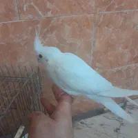 عروس هلندی مولد