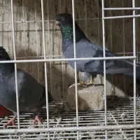 دو عدد سبز جوان اولین دهن دادن|پرنده|مسجد سلیمان, |دیوار