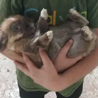خرگوش نر بالغ لپ