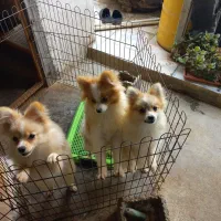 واگذاری پامرانین خرسی و روباهی|سگ|آمل, |دیوار