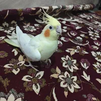 عروس هلندی ماده