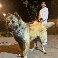 واگذاری سگ سرابی|سگ|دماوند, دماوند|دیوار