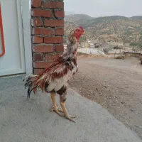 خروس لاری