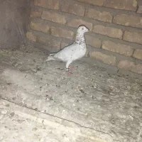 سار پرخال نر