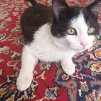 گربه نر پنج ماهه|گربه|رباط‌کریم, رباط‌کریم|دیوار