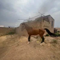 فروش نریان ۴ ساله|اسب و تجهیزات اسب‌سواری|شیراز, دانشگاه شیراز|دیوار