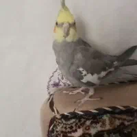 پرنده|پرنده|قم, ولیعصر|دیوار