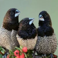 فنچ بنگالی و گلدین|پرنده|نوشهر, |دیوار
