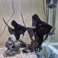 ۱جفت ماهی آجیل مشکی درشت،جفتی ۱۲۰تومن