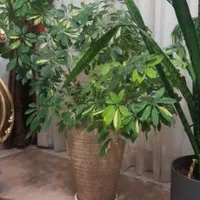 گلهای آپارتمانی فوق العاده زیبا و سرحال|گل و گیاه طبیعی|شیروان (خراسان), |دیوار