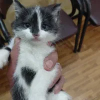 گربه