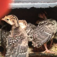 لاری وایام سمانی وجوجه|حیوانات مزرعه|شیراز, وزیرآباد|دیوار