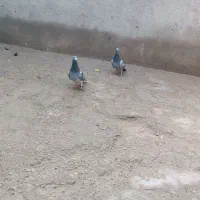 یک‌جفت‌کبوتر‌پلاکی‌|پرنده|بناب, |دیوار