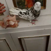 کبوتر سورو شازده قدیمی مهر مهر نر