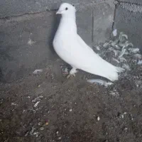 کفتر نر سفید بحرینی