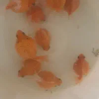 مولی گوپی پلاتی سوارتیل آنجل|ماهی|مشهد, فرهنگیان (شهرک غرب)|دیوار