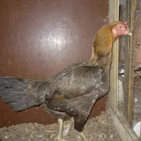 مرغ لاری افغان اصل|حیوانات مزرعه|نشتارود, |دیوار