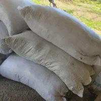 خزه جنگلی تازه با گونی سه خط بزرگ|گل و گیاه طبیعی|مرزیکلا, |دیوار