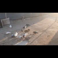 کبوتر پرنده جنگی