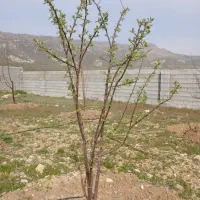 باغچه دشت ارژن|فروش زمین و ملک کلنگی|برازجان, |دیوار