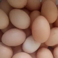 تخم مرغ نطفه دار برهمان‌ تضمینی