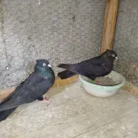 طوقی . سوسک آبادانی|پرنده|بافق, |دیوار