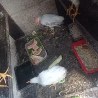 دوتا خروس سرحال