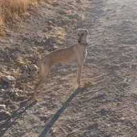 معاوضه ی توله تازی ماده هنوز چشت نشده