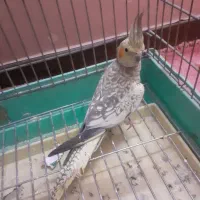 عروس هلندی ماده