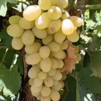 فروشگاه مجازی آنلاین نهال|خدمات باغبانی و درختکاری|خنداب, |دیوار