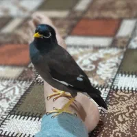 مرغ مینا نر ۹ ماهه دستی و سخنگو با قفس و لوازم