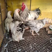تعدادی برهما و کوشین|پرنده|شیراز, قصرالدشت|دیوار
