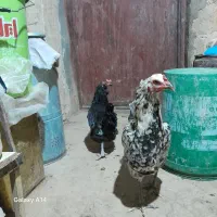 مرغ|حیوانات مزرعه|فرخ‌شهر, |دیوار