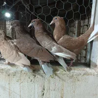 کفتر سرخ و زرد دم سفید جوجه