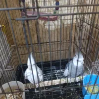 عروس هلندی وایت فیس و دوکت|پرنده|شادگان, |دیوار