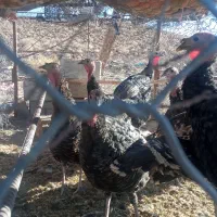 بوقلمون ماده ونر محلی|حیوانات مزرعه|تفتان, |دیوار