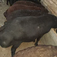 قوچ قره قزل اصیل بالکن 3ساله بالای 100کیلو|حیوانات مزرعه|کرانی, |دیوار