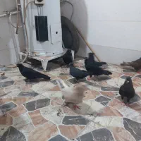 کبوتر|پرنده|چمران, |دیوار