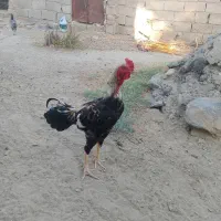 خروس جوان و سرحال|حیوانات مزرعه|سیب و سوران, |دیوار
