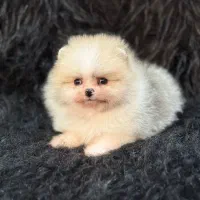 پامرانین خرسی و عروسکی اصیل|سگ|گرگان, |دیوار