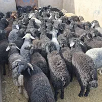 بره شالی و افشاری سیاه