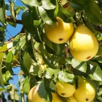 گلابی نهال  نایلکسی نهالستان گلابی قرمز درخت گلابی