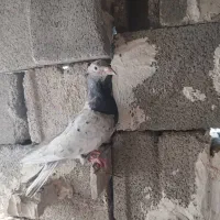 کوهی ماده طوق یکت ماده|پرنده|شوشتر, |دیوار