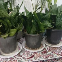 گل سانسوریا