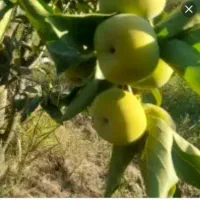 فروش خرمالو صادراتی به صورت سرکرد